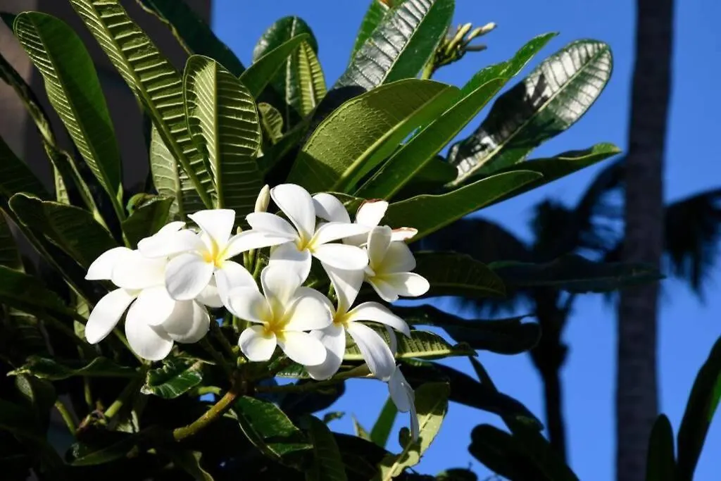 아파트 Aston Mahana Kaanapali Beach Resort 라하이나 미국
